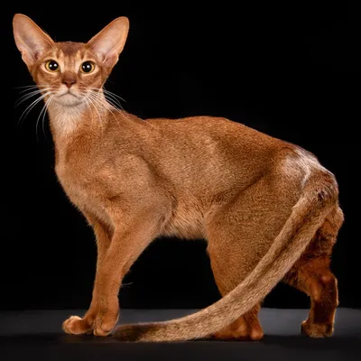 Абиссинская кошка: «Микропума» с египетской грацией. Выставочная порода с  нелёгкой судьбой | Пикабу