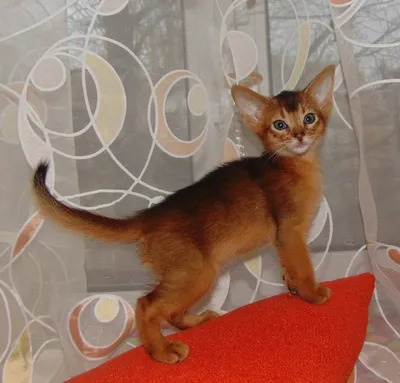 Абиссинский кот вязка! — купить в Красноярске. Кошки на интернет-аукционе  Au.ru