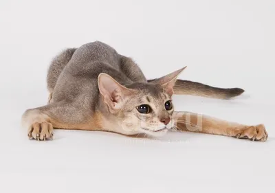 Абиссинская кошка: описание породы, характер и поведение - Mimer.ru