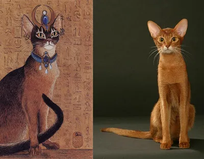 Абиссинская кошка. Порода кошек. Фотографии. Описание и стандарт породы.  Питомники абиссинских кошек.