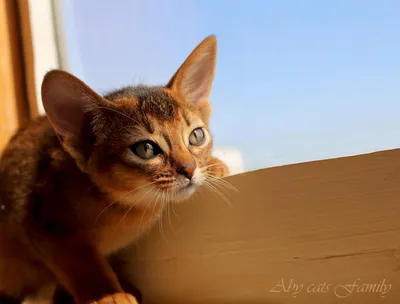 Метисы абиссинской кошки - картинки и фото koshka.top