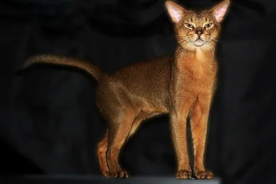 Абиссинская кошка: описание, характер, уход | Домашние питомцы | Дзен