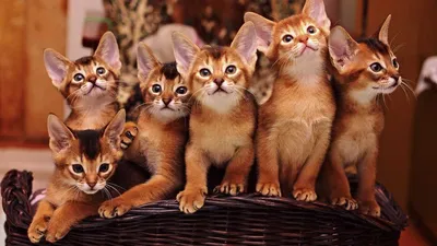 Абиссинская кошка. Описание породы, характер, фото, абиссинские котята