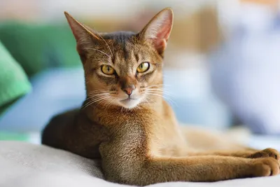 Абиссинский кот на покрашенных предпосылках Стоковое Фото - изображение  насчитывающей мило, киска: 125362982