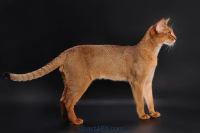 Характер абиссинской кошки — Питомник абиссинских кошек SmartABY