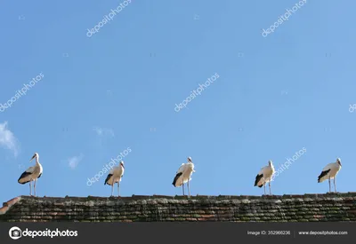 natalie_image_ - Серая цапля ( фото сделано в 21:55) Крупная птица с  длинной шеей и ногами, большим острым клювом, широкими крыльями и коротким  хвостом. В полете хорошо отличима от аиста и журавля