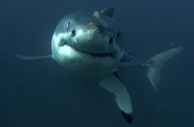 Самая опасная акула: фото, ареал обитания акулы бык – читайте больше на  Exomania