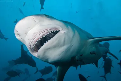 Хладнокровные и зубастые: посмотрите на 10 самых опасных акул в мире |  Вокруг Света