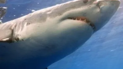 Акулы-людоеды! ТОП 7 Самых опасных акул для человека! | Знаю ВСЁ! | Дзен