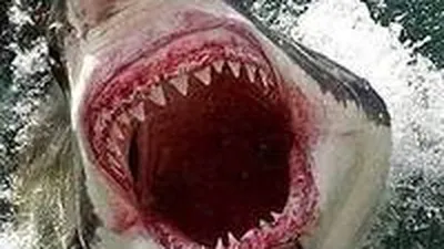 Лучшие фильмы про акул — подборка фильмов ужасов про акул от 7days