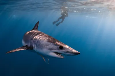 Крупнейшая бойня в океане: киты-убийцы полакомились печенями 17 акул (фото)