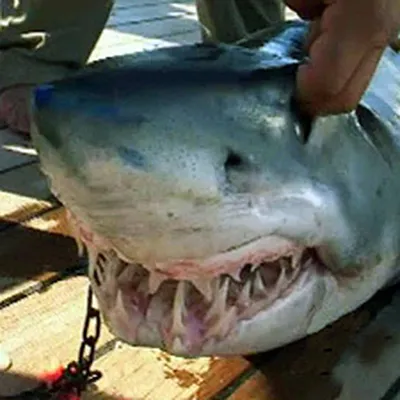 Тайна смерти альфа-акулы: кто убил и съел громадную хищницу? – K-News