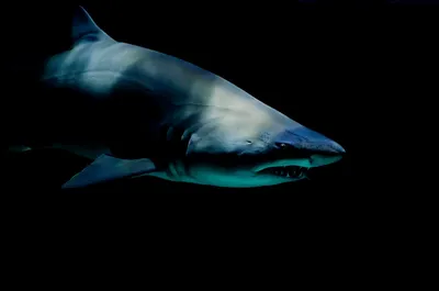 Как обезопасить себя от нападения акулы во время отдыха на Красном море |  360°