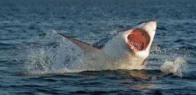 Огромная белая акула обезглавила дайвера у берегов Мексики, сообщил  Newsweek — Последние новости России и мира сегодня | Новые Известия