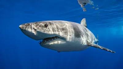 Белые и тигровые акулы могут появиться возле побережья Приморья - EAOMedia
