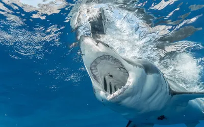 Большая белая акула: враг или жертва? | ВКонтакте