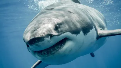 Гурманствующие киты-убийцы терроризируют акул у берегов Южной Африки |  Главные новости Казахстана – Новостной портал «Экспресс К»