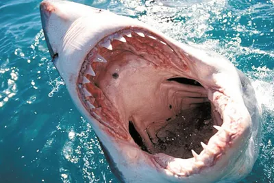 Акулы-убийцы - казнить нельзя помиловать ∞ Лагуна акул