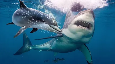 Нападают ли акулы на людей