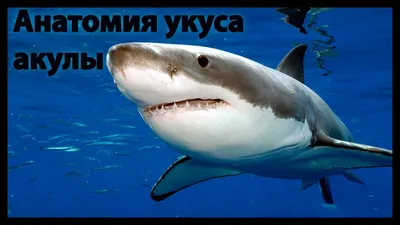 Акула — все статьи и новости — Ferra.ru