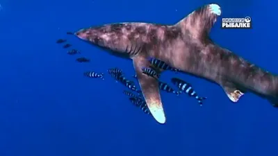 Умные до ужаса: почему акулы — профессора убийства | Вокруг Света