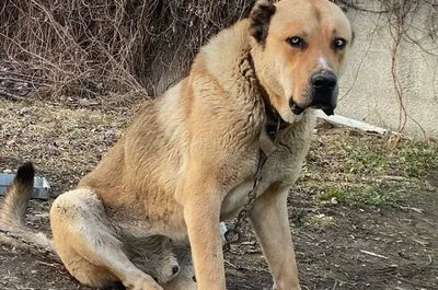 В Ставрополе алабай убил маленькую собаку на глазах хозяйки | ОБЩЕСТВО |  АиФ Ставрополь