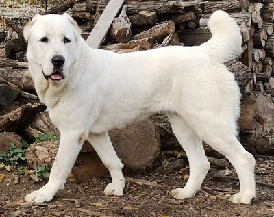 Central Asian Shepherd Dog - Wikipedia