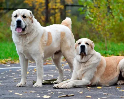 Собаки породы Среднеазиатская овчарка (алабай) - ICA.DOG