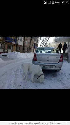 Объявление. Алабай