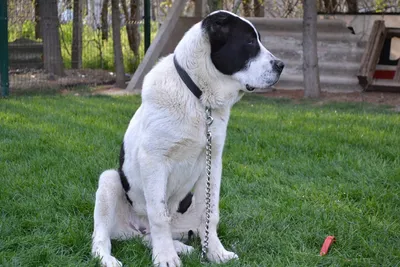 Самый большой собака алабай (61 фото) - картинки sobakovod.club