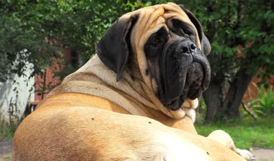 🐶Самые известные крупные собаки: Айкама Зорба, Зевс и Бульдозер Случай собаки дзен