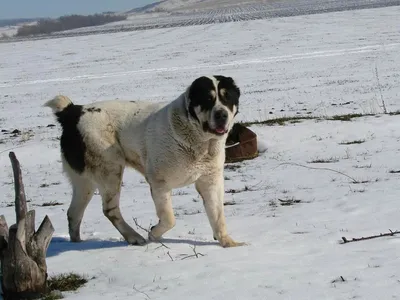 Алабай собака бульдозер (58 фото) - картинки sobakovod.club