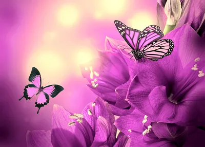 Картинка Бабочки фиолетовые цветок