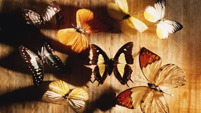 Обои Коллекция бабочек, картинки - Обои для рабочего стола Коллекция бабочек  фото из альбома: (животные)