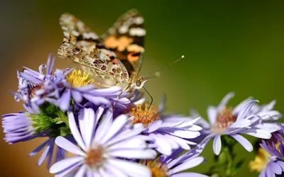 Обои бабочка, насекомое, мотыльки и бабочки, опылитель, нектар - картинка  на рабочий стол и фото бесплатно
