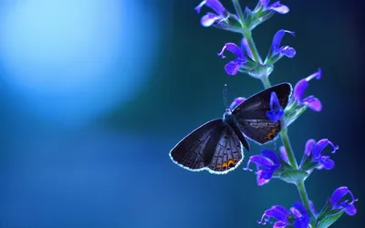 Бабочки красивые - 65 фото