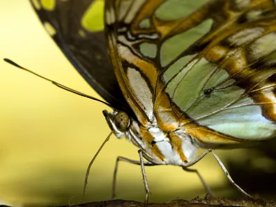 Картинка Бабочки насекомое животное Крупным планом 1600x1200