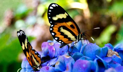 Обои бабочки, цветах, cvety, раздел Макро, размер 1920х1080 full HD -  скачать бесплатно картинку на рабочий стол и телефон