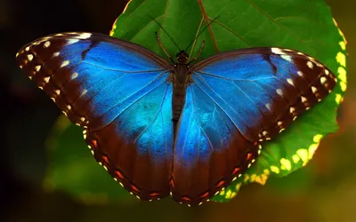 Картинки бабочка, макро, цветок, мир бабочек, красота - обои 1920x1200,  картинка №134366 | Животные, Цветок, Бабочки