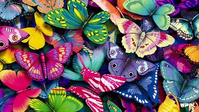 Обои бабочка, насекомое, мотыльки и бабочки, цветок, лепесток - картинка на рабочий  стол и фото бесплатно