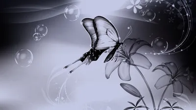 Бабочки красивые - 65 фото