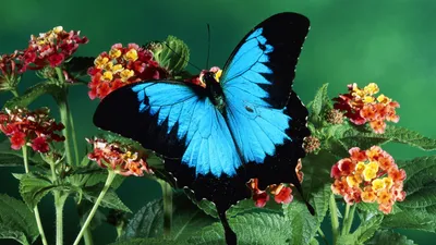 Красивая бабочка на цветах - Цветы - Обои на рабочий стол - Галерейка