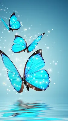 Обои бабочка, синий, насекомое, бирюза, мотыльки и бабочки - картинка на рабочий  стол и фото бесплатно