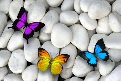 Красочные бабочки сидят на белых камнях | Обои для телефона