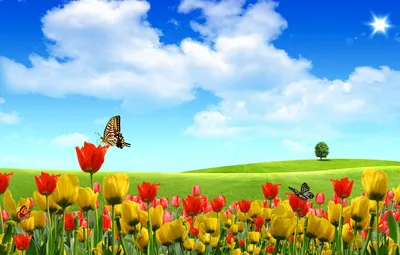Обои лето, небо, бабочки, цветы, природа, тюльпаны картинки на рабочий стол,  раздел пейзажи - скачать