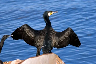 Птицы на черном море (50 лучших фото)