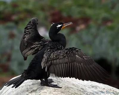 Ушастый баклан (лат. Phalacrocorax auritus)