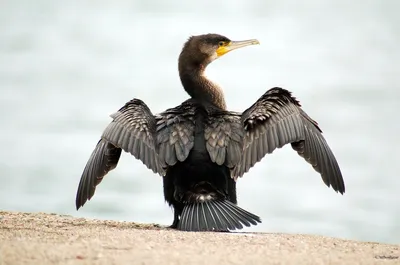 Чёрный баклан птица | Смотреть 57 фото бесплатно