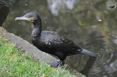 Большой баклан (Phalacrocorax carbo). Птицы Европейской России.