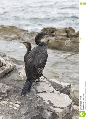 Большие птицы баклана в Istria, Хорватии Стоковое Изображение - изображение  насчитывающей баклан, оперение: 81220753